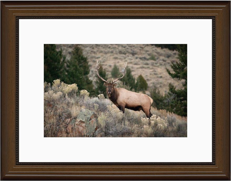 Elk on the Ridge Framed Print with 2" Mat