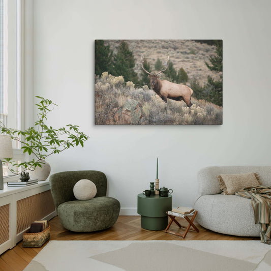 Yellowstone Bull Elk Canvas Wall Art | Hunting Lodge Cabin Decor