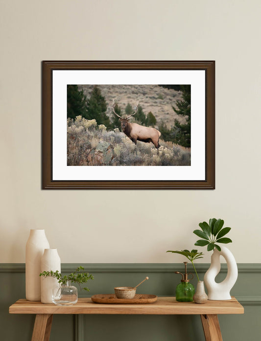 Elk on the Ridge Framed Print with 2" Mat