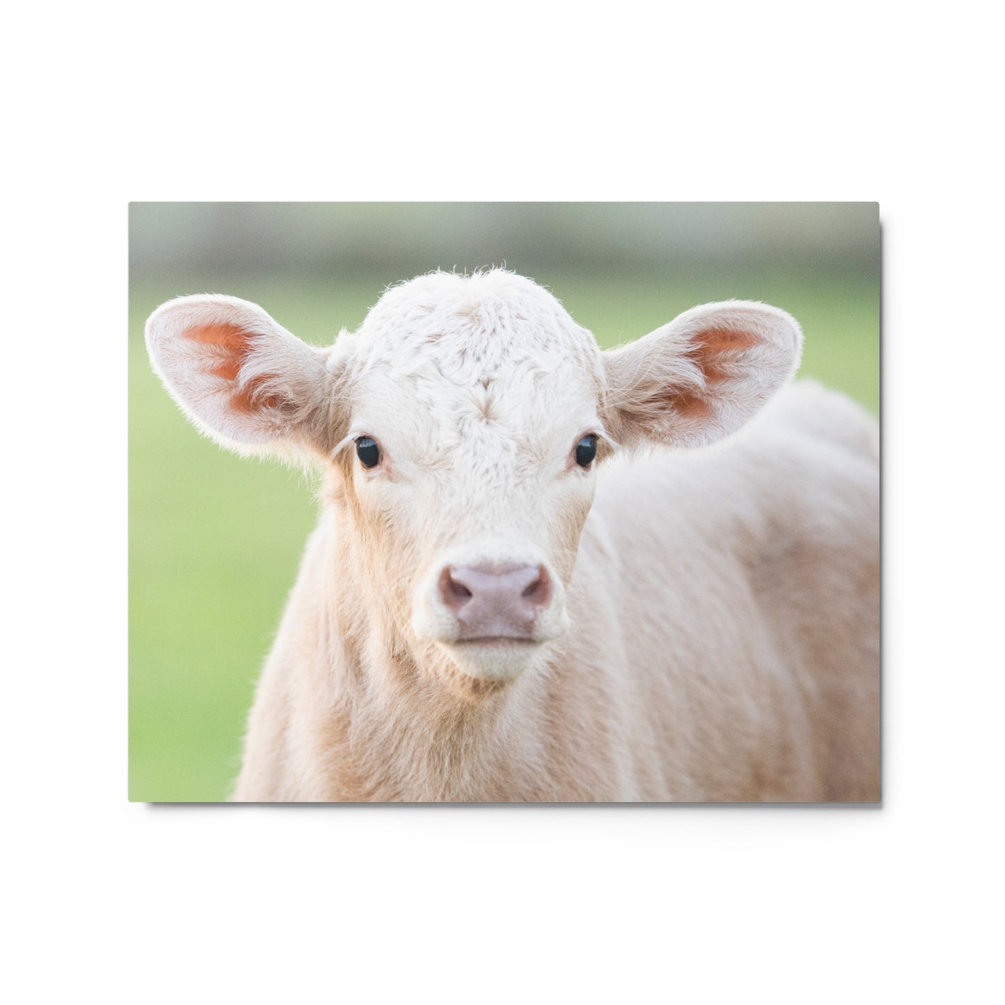 Charolais Calf Canvas Wall Art | Western Farmhouse Decor