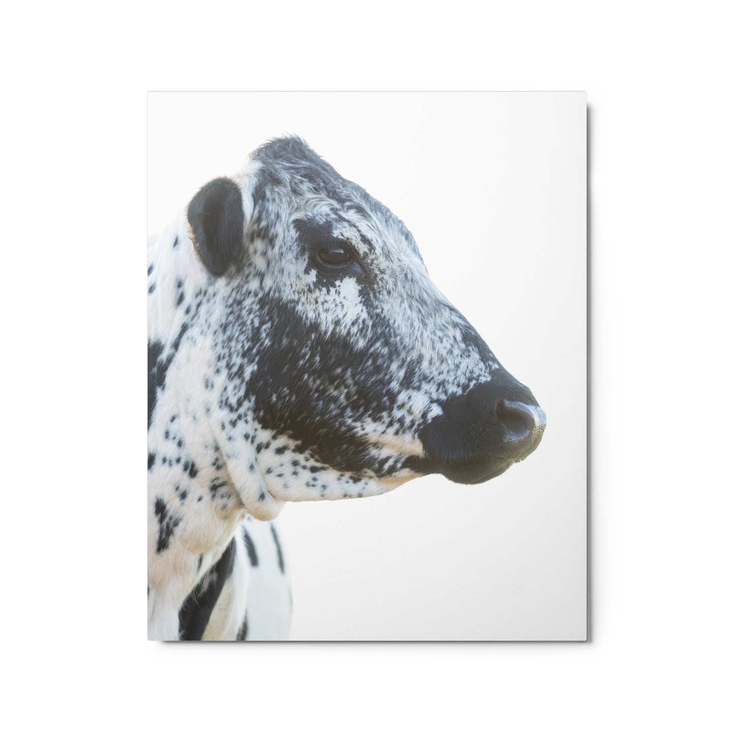 Black and White Cow Original Western Photography Wall Art