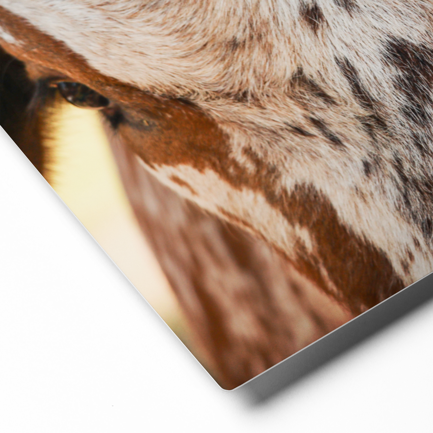 Longhorn Close-Up | Canvas Wall Art, Western Home Decor