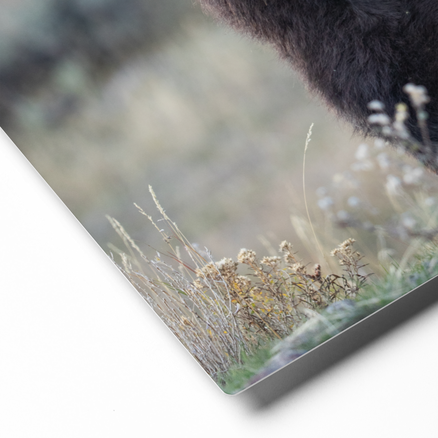 Bison Up Close Wall Art, Wildlife Photography Home Decor