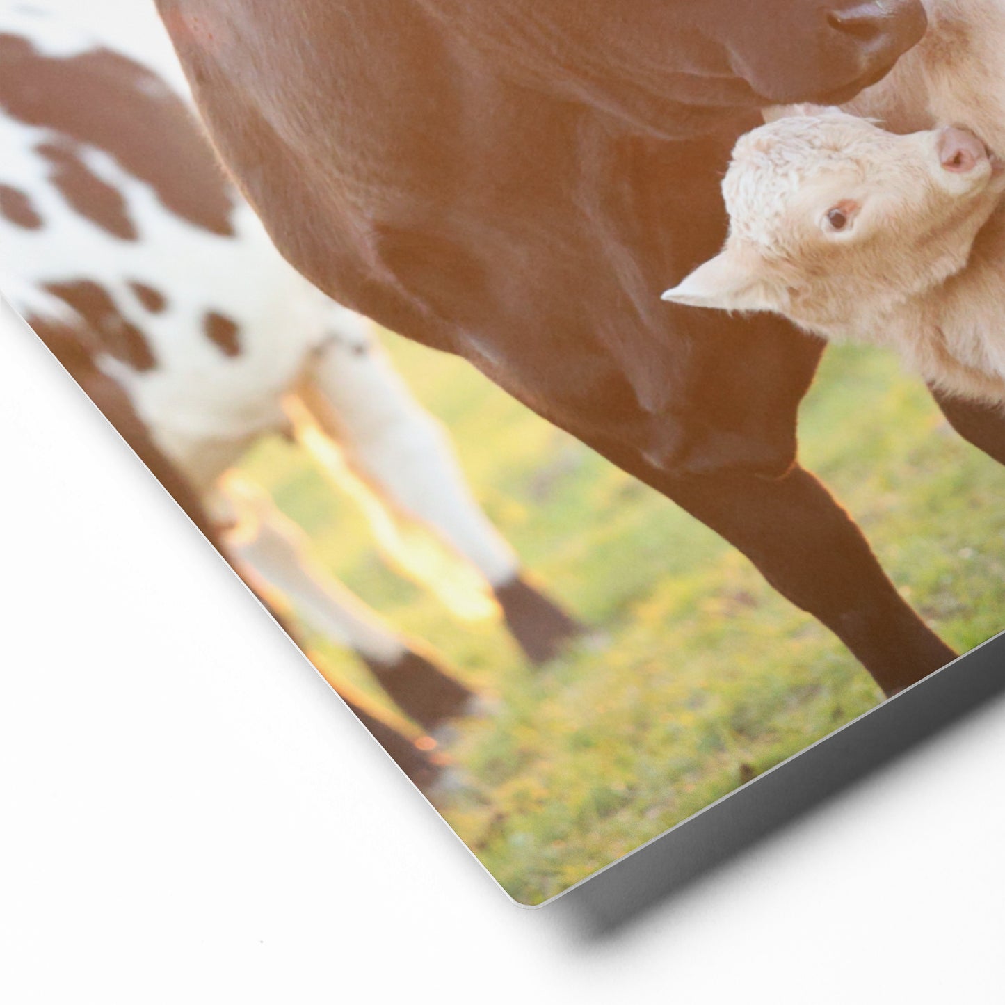 The Watchful Mom | Cow Canvas Wall Art | Western Farmhouse Decor