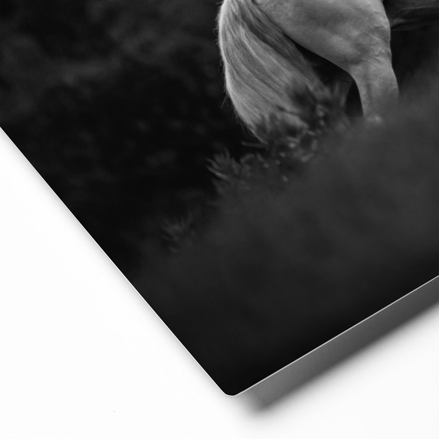 Grey Prancer | Beautiful Horse Wall Art | Black and White | Original Photography Home Decor