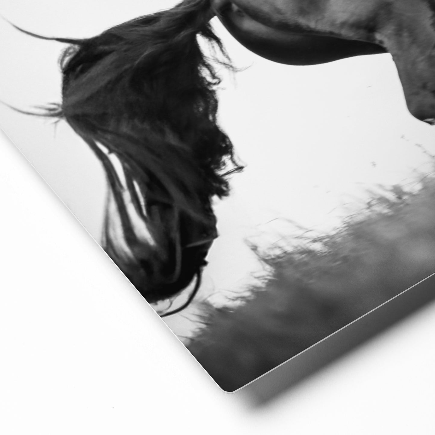Dark Horse Running | Black and White Equestrian Wall Art