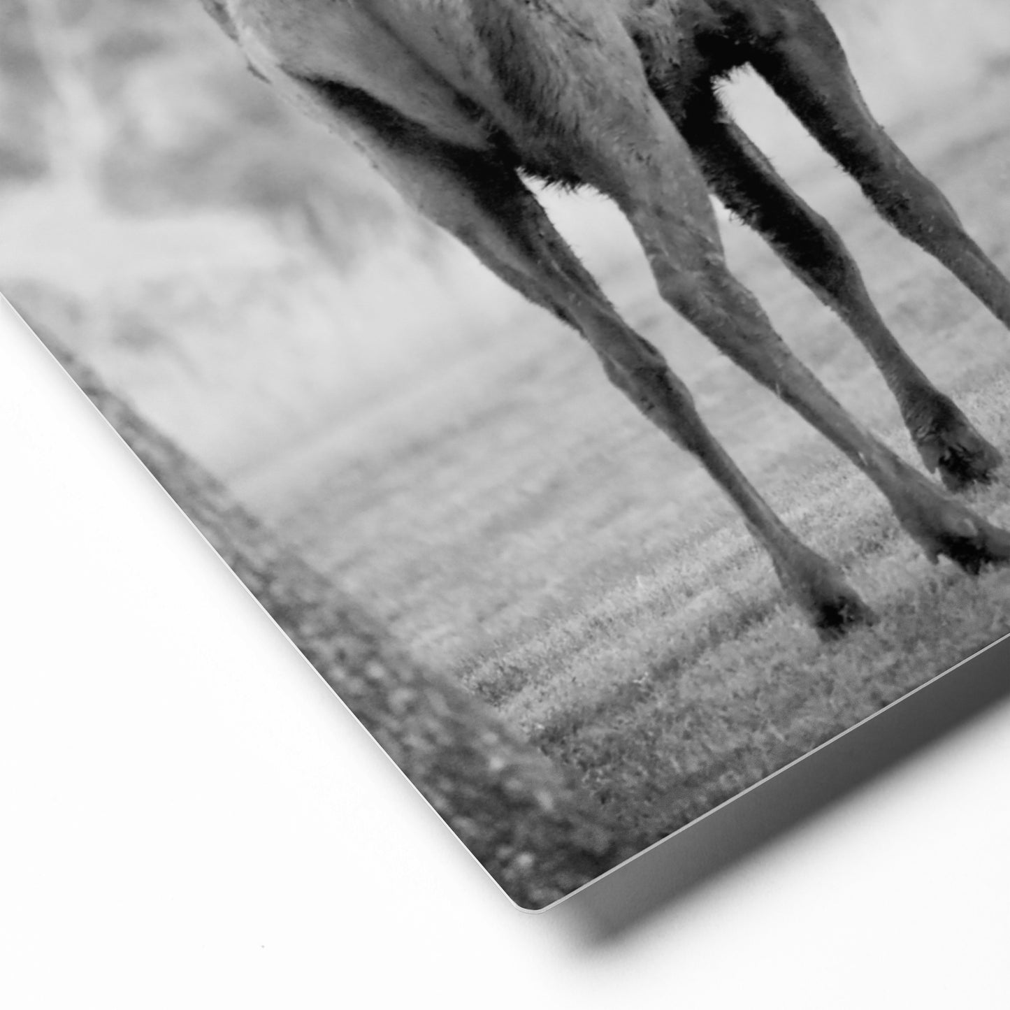 Yellowstone Elk in Black and White | Wildlife Photography, Wall Art