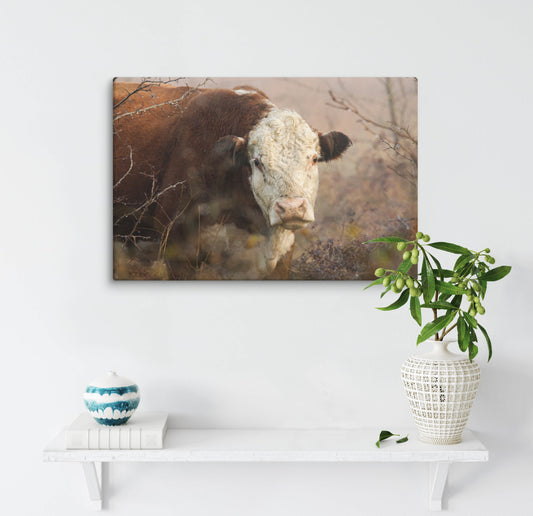 Hereford Bull Wall Art | Modern Farmhouse Cattle Decor, Western Interior Design