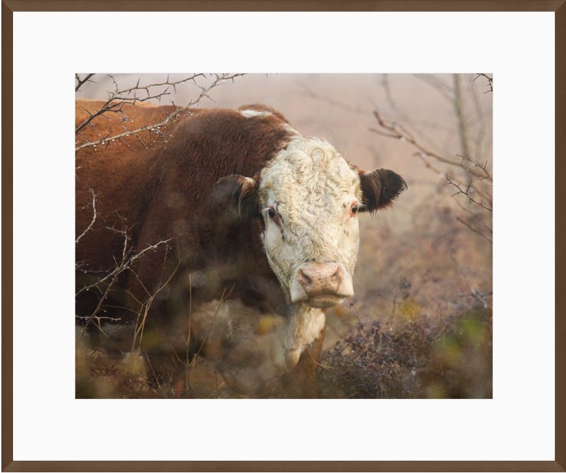 Hereford Hiding Framed Print with 2" Mat