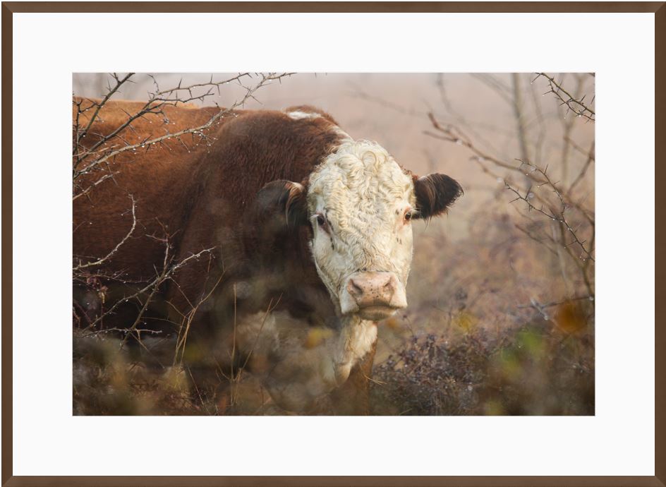 Hereford Hiding Framed Print with 2" Mat
