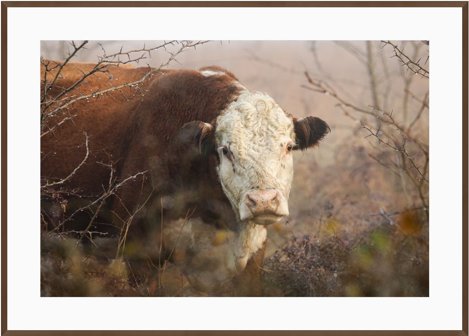 Hereford Hiding Framed Print with 2" Mat