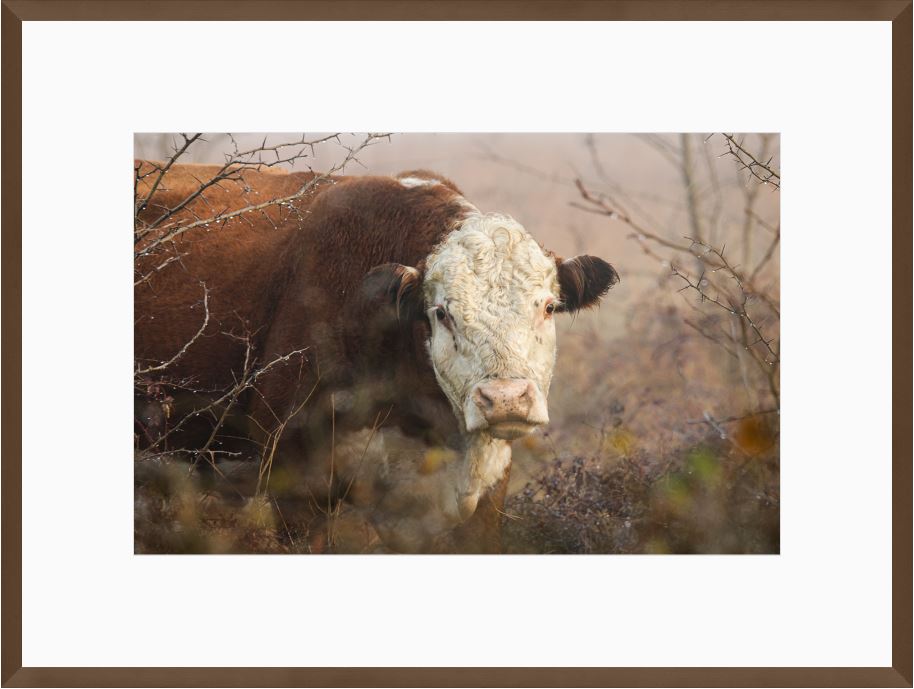 Hereford Hiding Framed Print with 2" Mat