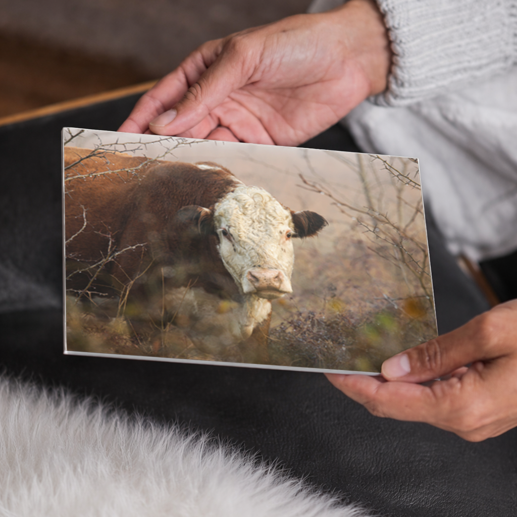 Hereford Bull Wall Art | Modern Farmhouse Cattle Decor, Western Interior Design