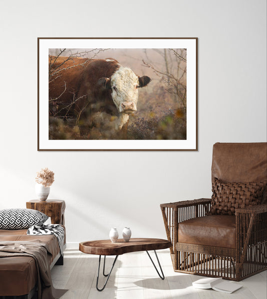 Hereford Hiding Framed Print with 2" Mat