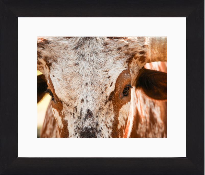 Longhorn Close-Up Framed Print with 2" Mat