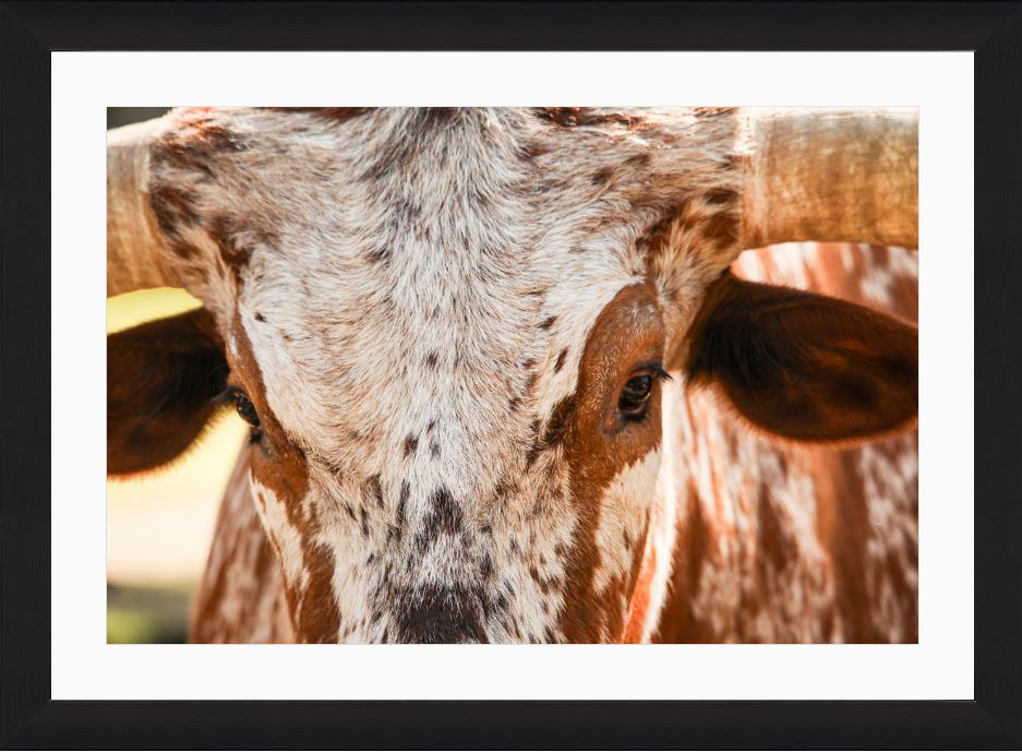 Longhorn Close-Up Framed Print with 2" Mat