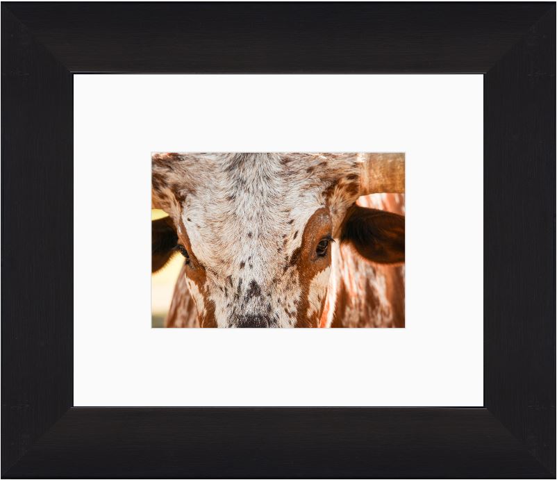 Longhorn Close-Up Framed Print with 2" Mat