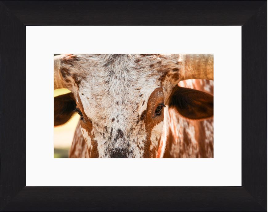 Longhorn Close-Up Framed Print with 2" Mat