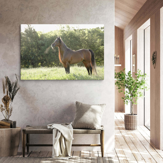 Horse canvas wall art, original, photography