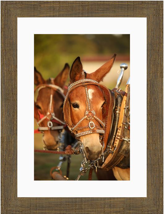 Mule Team Framed Print with 2" Mat