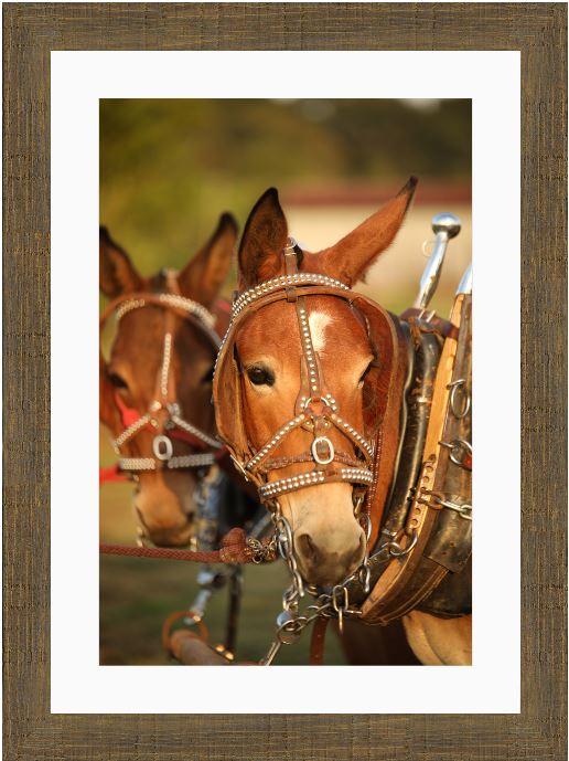 Mule Team Framed Print with 2" Mat