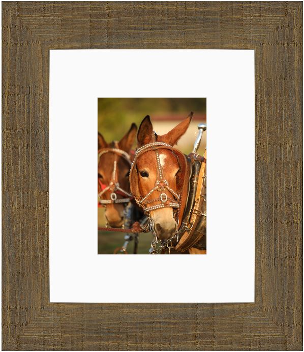 Mule Team Framed Print with 2" Mat