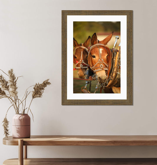 Mule Team Framed Print with 2" Mat