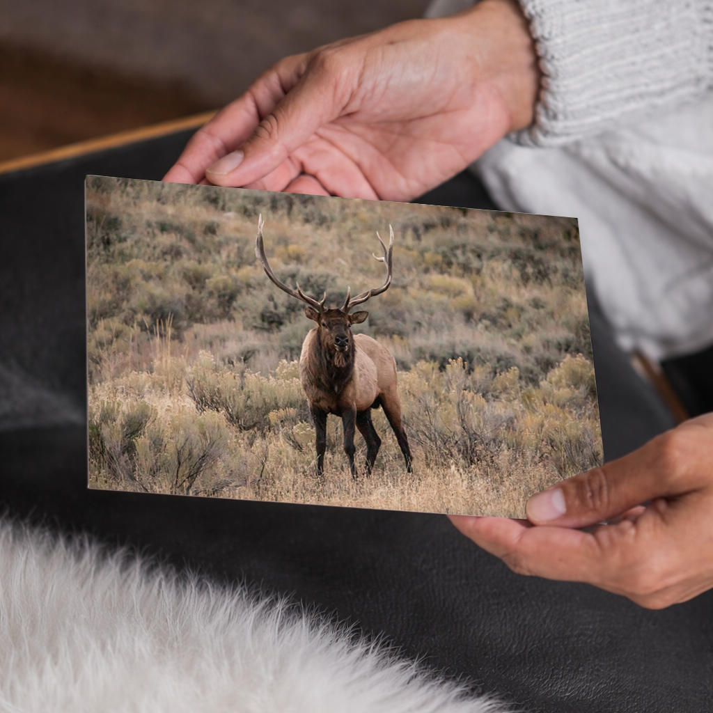 The Stare Down | Bull Elk Original Photography | Yellowstone AirBnB Decor