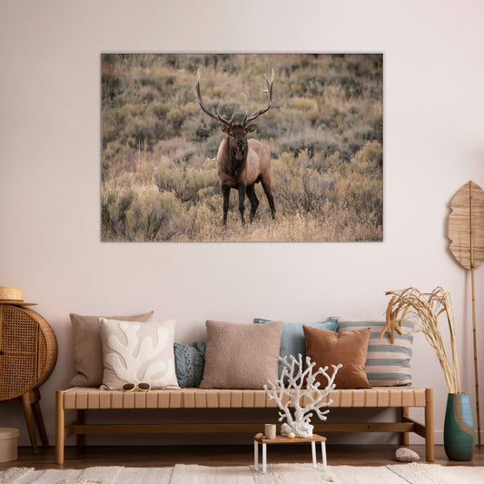 The Stare Down | Bull Elk Original Photography | Yellowstone AirBnB Decor