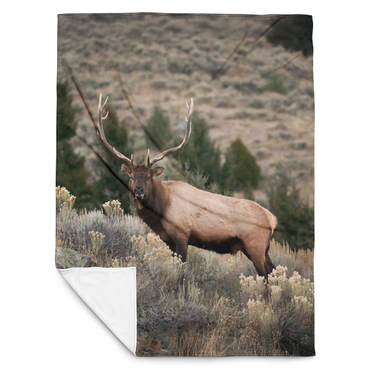 60"x80" Bull Elk Throw Blanket