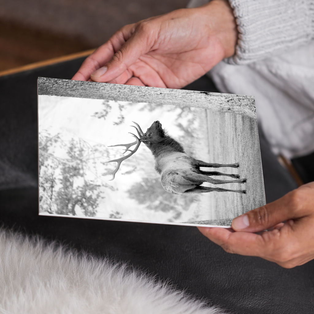 Yellowstone Elk in Black and White | Wildlife Photography, Wall Art